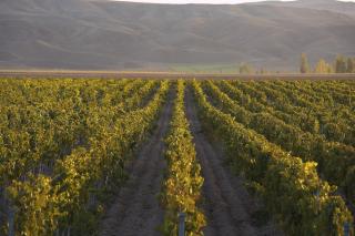 Kavaklidere ©Wines of Turkey